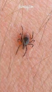 A Tick Bite Can Make You Allergic to Red Meat: Here’s How