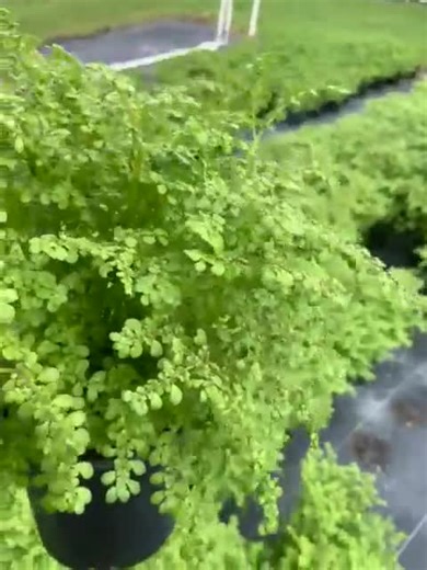 Artillery Plant (pilea Microphylla) - Lush and Easy-to-care Houseplant for Bright, Indirect Light Live Plant - Etsy