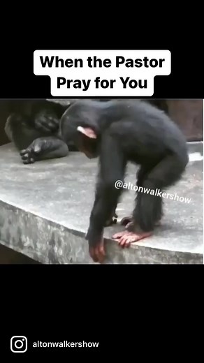 When the Pastor Pray for You #AnimalChurch | Alton Walker