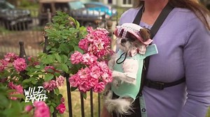 Wild Earth TV Spot, 'Evolved Dog'