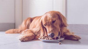 Hundefutter Test 2023: Das sind die besten Nass- und Trockenfutter