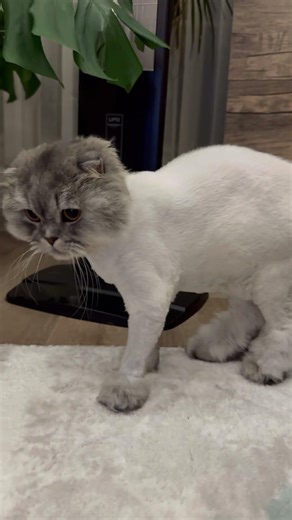 Pafi says hello to you.😻🐾 #cat #funnycat #cute #funny#shortvideo #shortcat