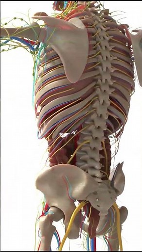 Inside the Human Body: 3D Anatomy Tour 🫁 #3danimation #healthtips