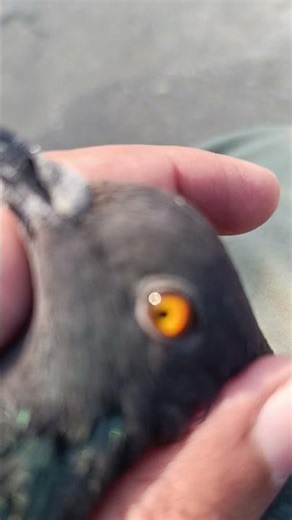 old bloodline...#birdcall #birds #birdmaster #pets #birdsong #pigeon