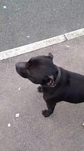 Dog waiting for ice cream🍦🍦 | Animals United