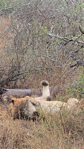 Watch as the king enjoys a back scratch. #lionking #scratch #facebookreelsviral #safari #krugernationalpark #nature #rainydays #fullbelly #wildlife | Hayley Myburgh Safari Guide