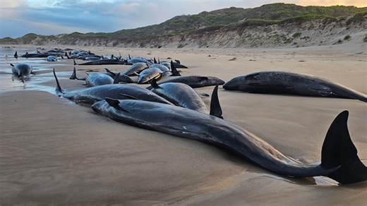 90 false killer whales to be euthanased at Arthur River in Tasmania's far north-west following unsuccessful refloating