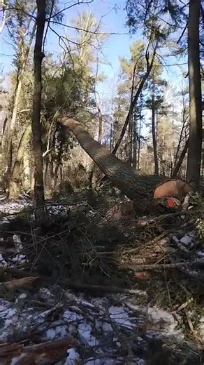hanging up this huge hemlock winter logging fun #deforestation #treefelling #logging #treecutting #timberharvest #chainsaw #nature #viral #USA | Zoriana