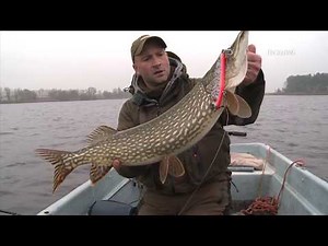 Jerkbait Angeln auf Winterhechte an der Havel