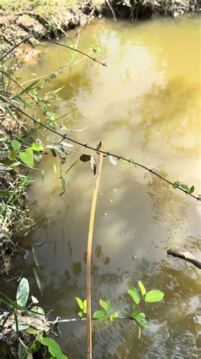We Survived Ancient Fishing Techniques #primitivetool #primitivesurvival #primitivewildlife