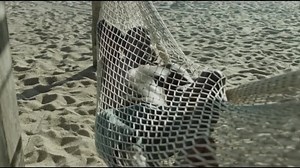 Ver La negrada Online y Descargar Gratis Hd - Newpelis.net