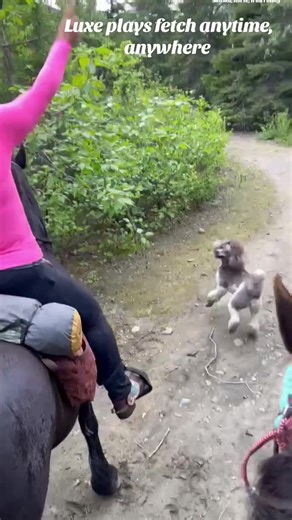I mizsed Throwback Thursday so doing it today- I wish I was outside this weather can take a hike! I love that Luxe says there is ALWAYS time to enjoy life and play a little fetch no matter what you are doing. #horses #dog #trailride #alaska #poodle