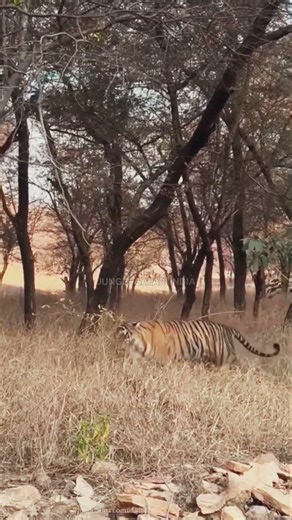 👉 Jungle Safari Mein Achanak Tiger Samne Aa Gaya! Ranthambore Tiger Reserve| #tiger #wildlife #lion