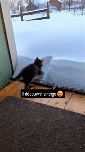Et il a l'air d'aimer 😊 #viral #chat #cat #noël #neige #chaton | Viny Cloudmaker