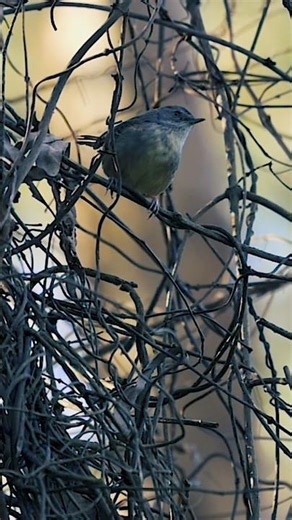 Australia's most beautiful Bird Call | Grey Shrike Thrush #birdwatching