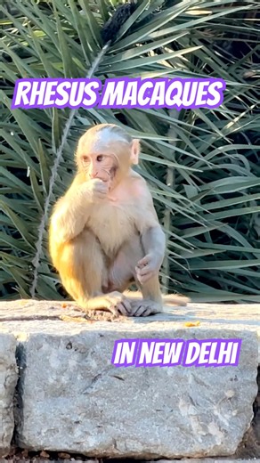 Rhesus Macaques in New Delhi, India 🐒