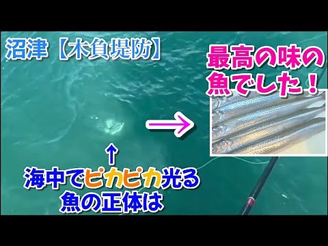 NO.131 沼津【木負堤防】超長い堤防の先端で最高の味の魚が釣れました！ 2024年7月下旬