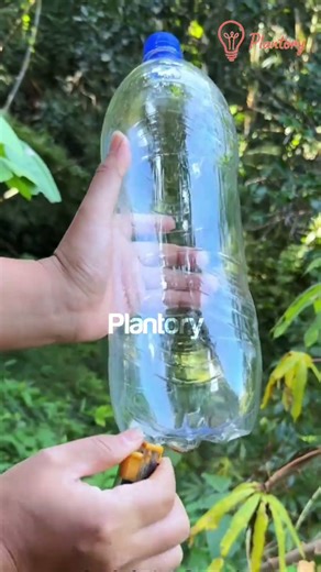 How to Propagate Persimmon Trees the Easy Way