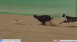 34K views · 1.6K reactions | wild rabbit chase with dog video 2023. #wildhare #dog #rabbit #coursing | Greyhound Coursing Club | Facebook