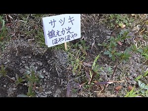 サツキの生垣で自然に出来た苗を植え替えしました