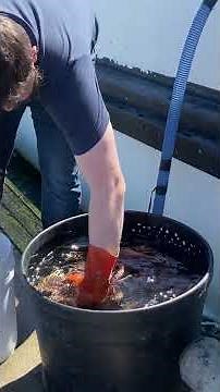 Dungeness crab fresh off the boat in Homer Alaska #alaska #travel