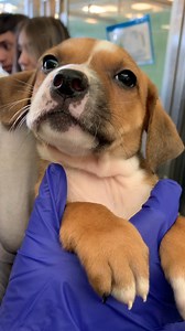 1.6K views · 156 reactions | Happy National Puppy Day! Come by 1818 North Westmoreland to adopt, we have a few cuties like this left but they won't be here long!   | Dallas Animal Services and Adoption Center | Facebook