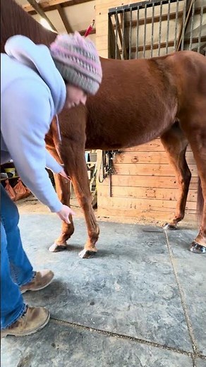A simple but powerful movement. Horses front leg somatic lifts. #astablepace #horsefitness