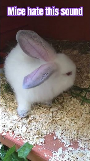 Sounds to scare mice away 1. How to stop those scratching mouse noises. Repeat as needed