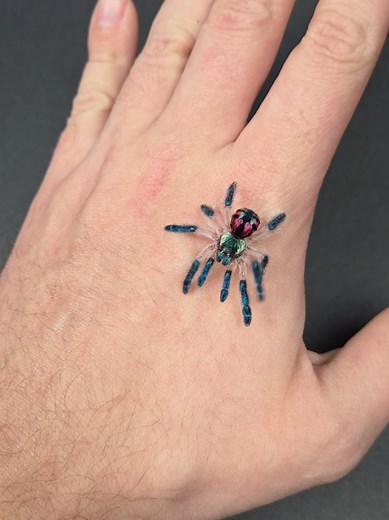 Seladonia Tarantula: A Fascinating Hobby