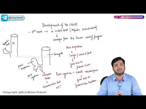 17. Development Of Liver : Embryology