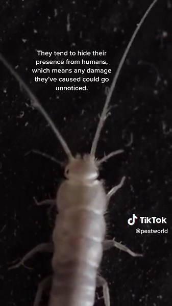 How to Keep Silverfish Out of Your Home