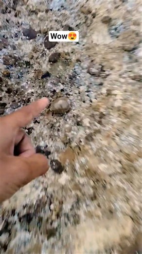 Rescuing a beautiful Cowrie Shell! 🐚✨