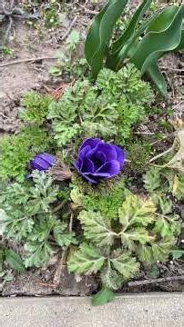 Anemone Coronaria is an incredible, rich, dense, dark-colored, early spring beauty flower.