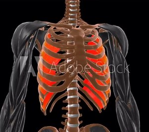 Innermost intercostal Muscle Anatomy For Medical Concept 3D