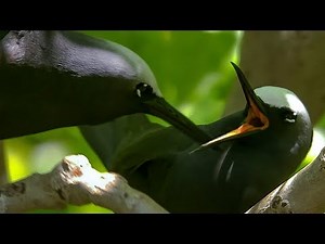 Noddy Birds' Courtship Rituals | BBC Earth