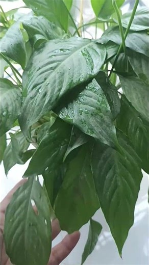 ✨ Peace Lily Care Tips ✨