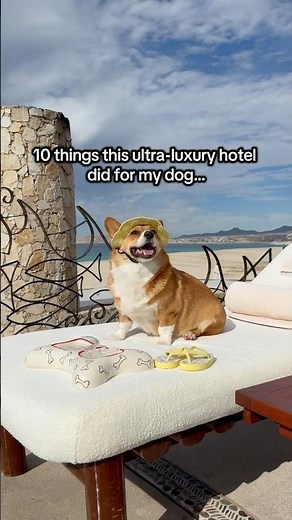 Awarded The best dog friendly hotel in the world - by Winston #perfectplace #dogtravel #luxury #dog