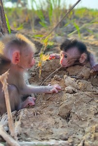 18K views · 427 reactions | Help Me Please  | Top Monkey's | Facebook