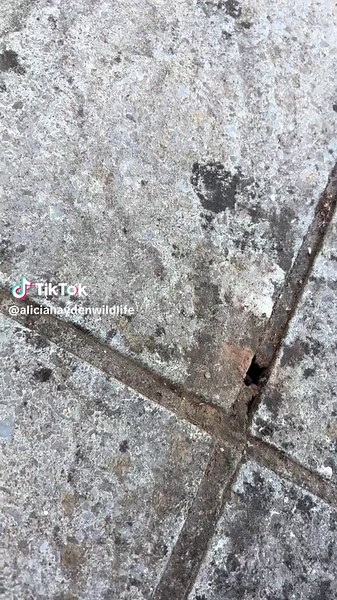 Alicia Hayden on TikTok