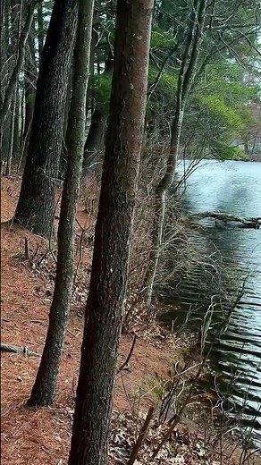 Peaceful Forest Walking Experience 🌲
