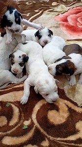 Cold, Hungry & Helpless 🐶 | Newborn Puppies Bottle Feeding Rescue These newborn puppies were found cold, hungry, and completely helpless Without their mother, they were crying nonstop, weak, and struggling to survive. Every minute mattered. I immediately began bottle feeding the newborn puppies, keeping them warm and safe. Watching hungry newborn puppies drink milk from a bottle is heartbreaking—but it also brings hope. With warmth, milk, and care, even the weakest newborn puppies can get a sec