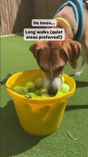 Meet Ceaser, one of our Underdogs | Dogs Trust