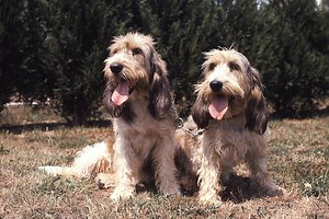 20 Rare Dog Breeds You Never Knew Existed