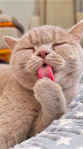 Cat Sounds & Cat Meowing 🐱 | Beautiful Cats in 4K | Relaxing Animal Sounds | USA
