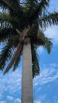 Demonstrating how to SRT climb any palm tree!