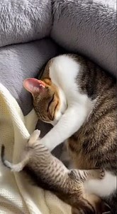 Mother Cat’s Gentle Care Makes Her Kitten Sleep Peacefully