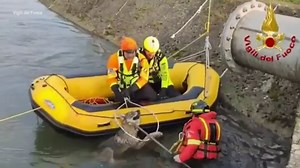 Moment Italian firefighters rescue wolf from drowning in canal