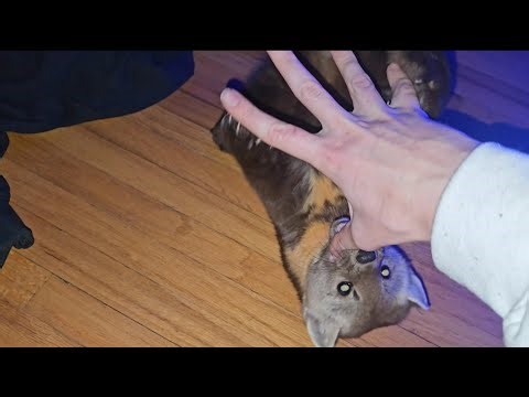 Playing tag with a Pine Marten