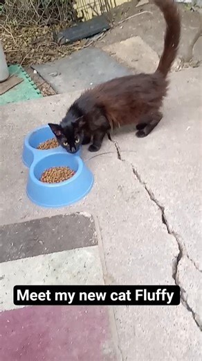 Fluffy eats her dry cat food #cats #gato #kedi #kitties