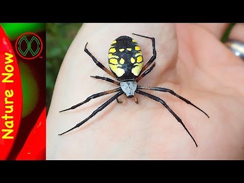 How Dangerous is a Black And Yellow Spider?